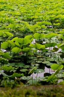 A tranquil view of lush green lotus leaves floating on a serene pond in Ueno Onshi Park, Tokyo. The