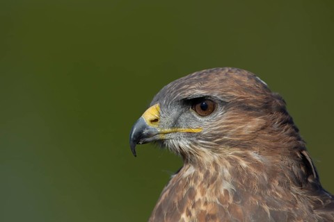Common buzzard (Buteo buteo) adult bird of prey raptor head portrait, England, United Kingdom