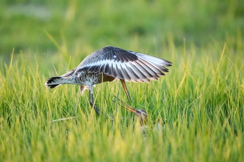 Two black-tailed godwits (Limosa limosa) in a wild territorial fight on a wet meadow, Dümmer nature