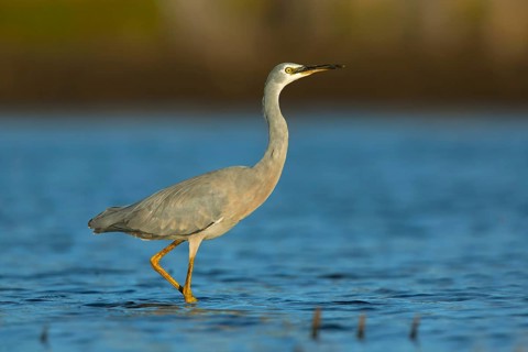 White-faced Heron (Egretta novaehollandiae), Victoria, Australia