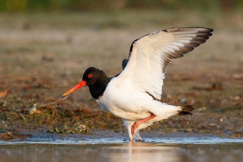 Eurasian Oystercatcher (Haematopus ostralegus), North Rhine-Westphalia, Germany