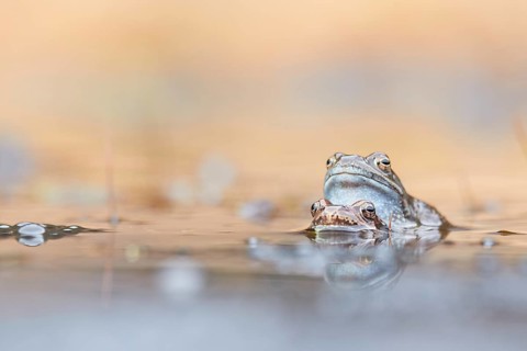 Common Frog (Rana temporaria) pair mating in spawning pond, Canton of Grisons, Switzerland