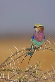 Lilac-breasted Roller (Coracias caudatus), Oshikoto, Namibia