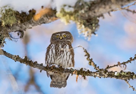 Eurasian Pygmy Owl (Glaucidium passerinum) perched on a snowy branch, Aosta Valley, Italy