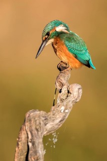 Common Kingfisher (Alcedo atthis) perched on a branch, Andalusia, Spain