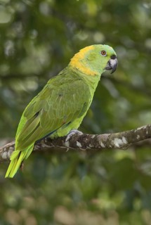 Yellow-naped Amazon (Amazona auropalliata), Costa Rica