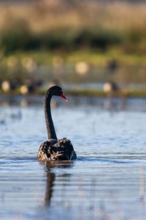 Black Swan (Cygnus atratus) bird on marshes at winter time