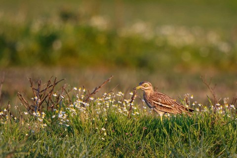 Crested Lark (Galerida cristata) perched on the ground, Lesvos, Greece