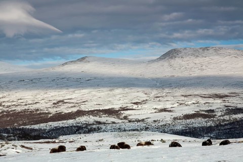 A group of musk oxen (Ovibos moschatus) rests relaxed in the winter tundra, for an observer such