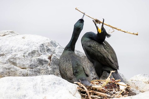Cormorant (Gulosus aristotelis), breeding pair building a nest, Hornøya Island, Vardø, Varanger,