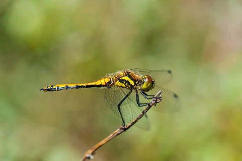 Young male black darter (Sympetrum danae), not yet coloured, Syddanmark, Denmark
