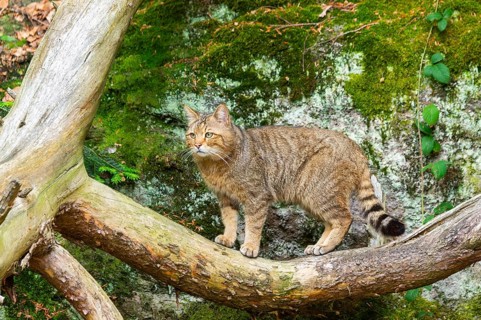 European wildcat (Felis silvestris silvestris) standing in a forest, Bavaria, Germany