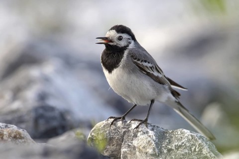 White Wagtail (Motacilla alba) singing, North Rhine-Westphalia, Germany