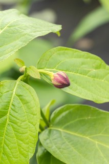 Spice bush (Calycanthus 'Aphrodite'), BS Sämann, Germany