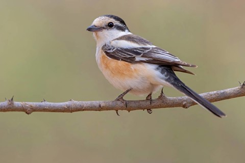 Masked shrike, (Lanius nubicus), on perch, Middle East, Oman, Ayn Hamran, Salalah, Dhofar, Oman