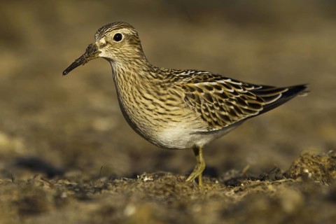 Pectoral Sandpiper (Calidris melanotos), Asturias, Spain