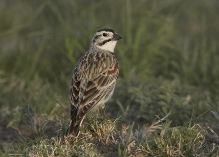 McCown's Longspur (Rhynchophanes mccownii), Colorado, USA