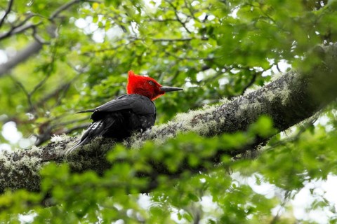 Magellanic Woodpecker (Campephilus magellanicus)