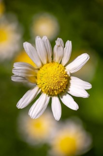 Close-up of a marguerite (Leucanthemum), Ternitz, Lower Austria, Austria