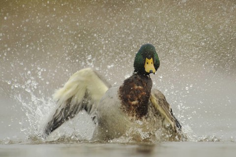 Mallard (Anas platyrhynchos) male, North Rhine-Westphalia, Germany