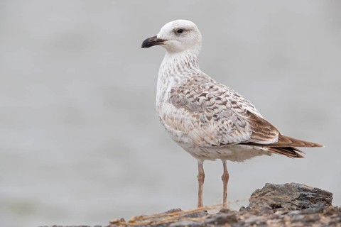 Armenienmöwe, Armeniermöwe, Larus armenicus, Larus cachinnans armenicus, Armenian Gull