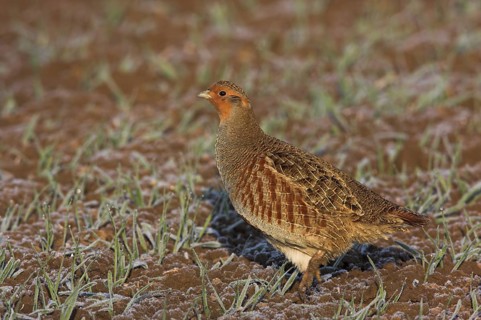 Grey Partridge (Perdix perdix), Rhineland-Palatinate, Germany