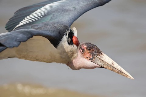 Marabou Stork (Leptoptilos crumenifer) flying, Semuliki National Park, Uganda