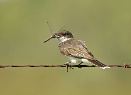 Eastern Kingbird (Tyrannus tyrannus), Saskatchewan, Canada
