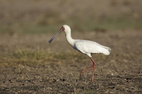 African Spoonbill (Platalea alba) foraging, Chobe, Botswana