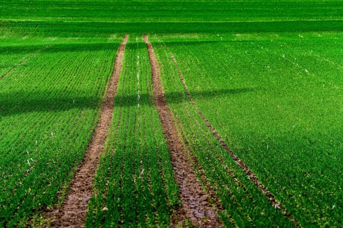 Rapeseed field in January, Wesertal, Weserbergland, Germany