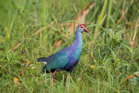 Grey-headed Swamphen (Porphyrio poliocephalus) foraging, Sri Lanka