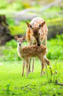 Sika deer (Cervus nippon) mother with her fawn on a meadow, Bavaria, Germany