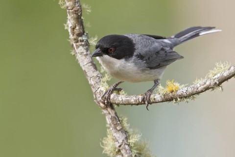 Black-capped Warbling-Finch (Poospiza melanoleuca) perched on a branch in Bolivia, South America