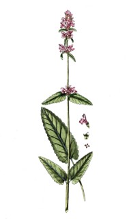 Betonica officinale, true betonia, digital reproduction of a historical model, between 1790 and