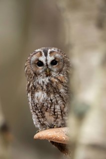 Tawny owl (Strix aluco) adult bird resting on a Bracket fungi on a Silver birch tree in a woodland