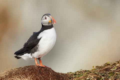 Atlantic Puffin (Fratercula arctica), Finnmark, Norway