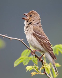Common Rosefinch (Carpodacus erythrinus) male singing, Mecklenburg-Western Pomerania, Germany