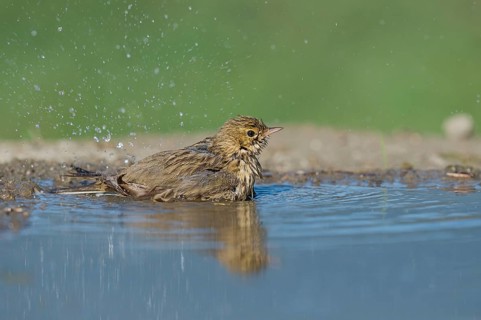 Tree Pipit (Anthus trivialis) bathing at a waterhole, Aosta Valley, Italy