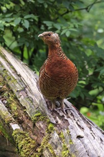 Western Capercaillie (Tetrao urogallus) female, Bavaria, Germany