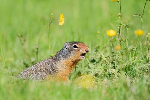Columbia ground squirrel (Urocitellus columbianus, Spermophilus columbianus) sits calling in a