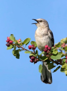 A male Northern Mockingbird, Mimus polyglottos, singing from a Saskatoonberry bush in Biggar,