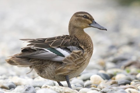Garganey (Spatula querquedula) female, Austria