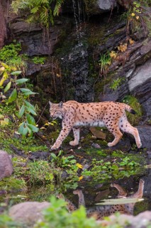 A Eurasian lynx, (Lynx lynx) runs between a small pond and a very small cascade