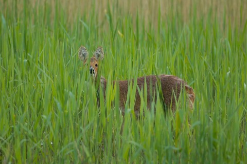 Chinese water deer (Hydropotes inermis) adult animal in a reedbed in spring, RSPB Strumpshaw fen,