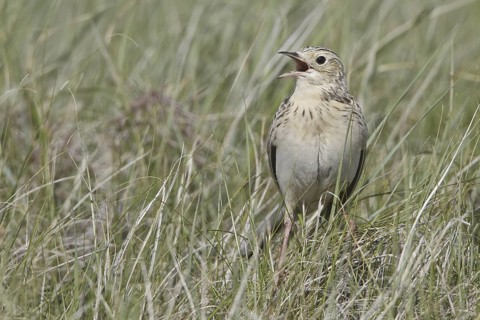 Sprague's Pipit (Anthus spragueii), Saskatchewan, Canada