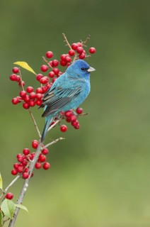 Indigo Bunting (Passerina cyanea) male perched on a branch, Texas, USA