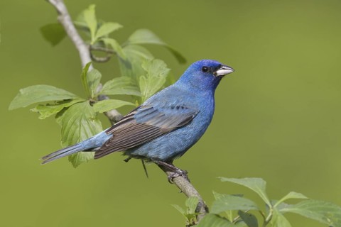 Indigo Bunting (Passerina cyanea) male, Ohio, USA