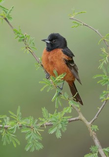 Orchard Oriole (Icterus spurius) male, Texas, USA
