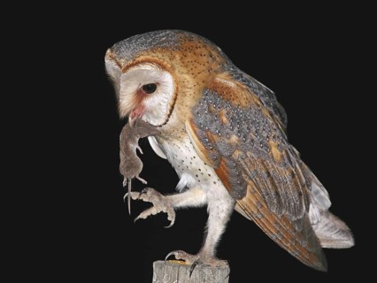 Western Barn Owl (Tyto alba), Lisbon, Portugal