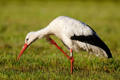 White Stork (Ciconia ciconia) scratching, North Rhine-Westphalia, Germany
